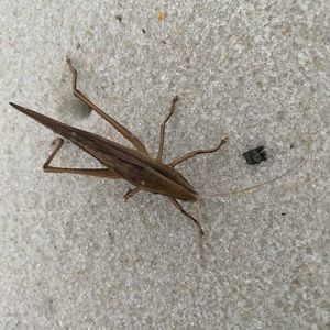 Meet your Posher, Robin